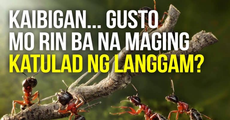 the-way-of-the-ant